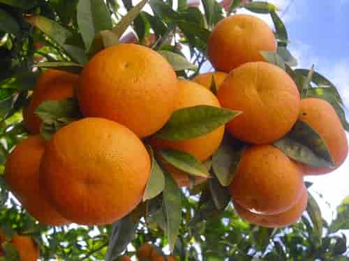 Oranges in the tree min 1